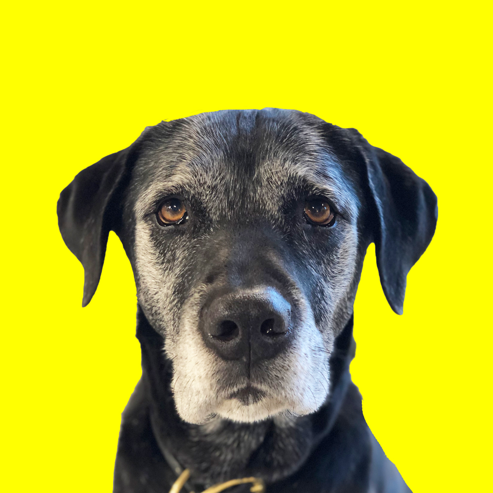 Atlas Kippen Dog
